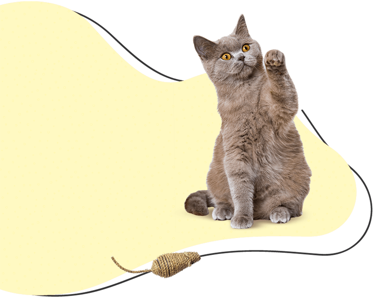 https://luckypuplodge.com/wp-content/uploads/2019/07/hero_image_04.png