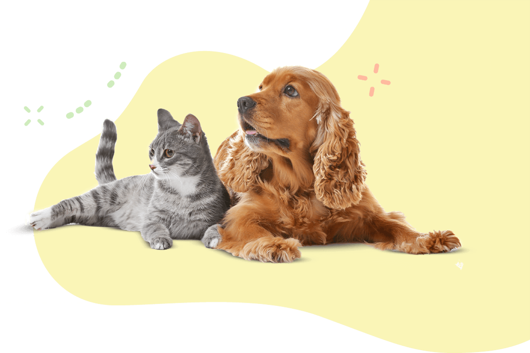 https://luckypuplodge.com/wp-content/uploads/2019/08/hero_image_11.png