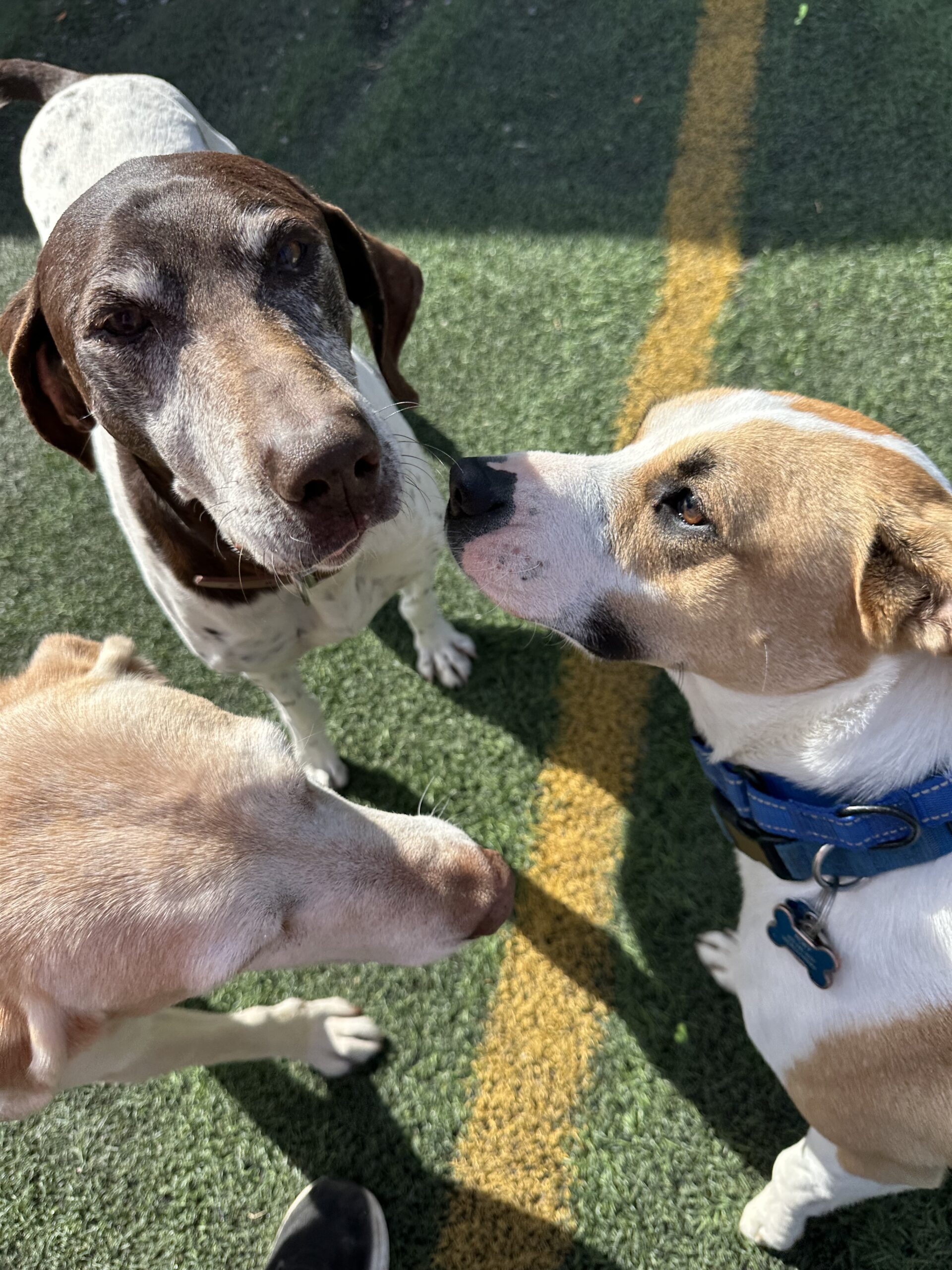 https://luckypuplodge.com/wp-content/uploads/2026/02/Lucky-Pup-Lodge-Website-Pic-8-scaled.jpg