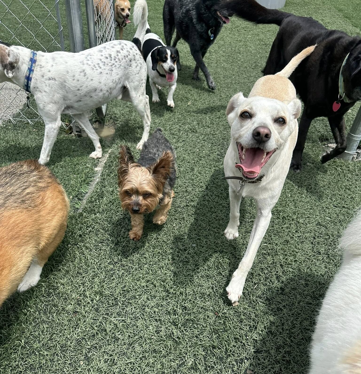 https://luckypuplodge.com/wp-content/uploads/2026/03/boarding-e1772835859297.jpg